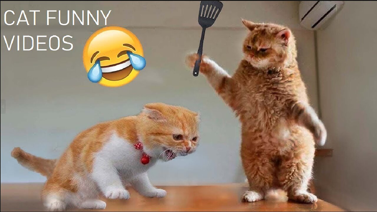 Funniest cats🐱In The World😂 Funny and Fails Pets Video