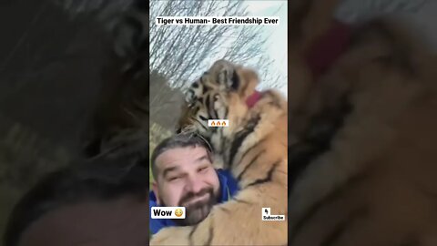 Tiger vs Human- Best Friendship Ever #shorts #tiger #lion #animals #wildlife