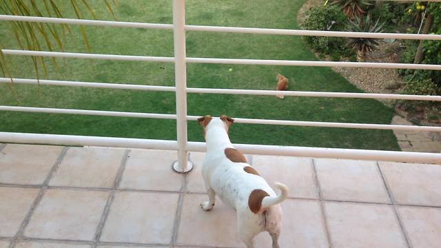 Clever dog uses stairs to fetch ball