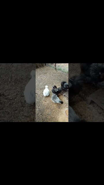 Good morning Silkies 29 August 2022