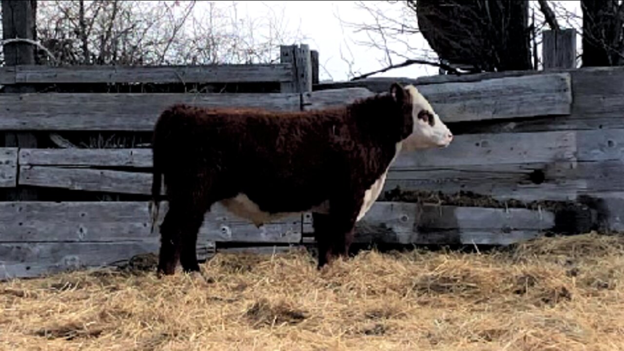 Eagle Canyon Herefords 2022