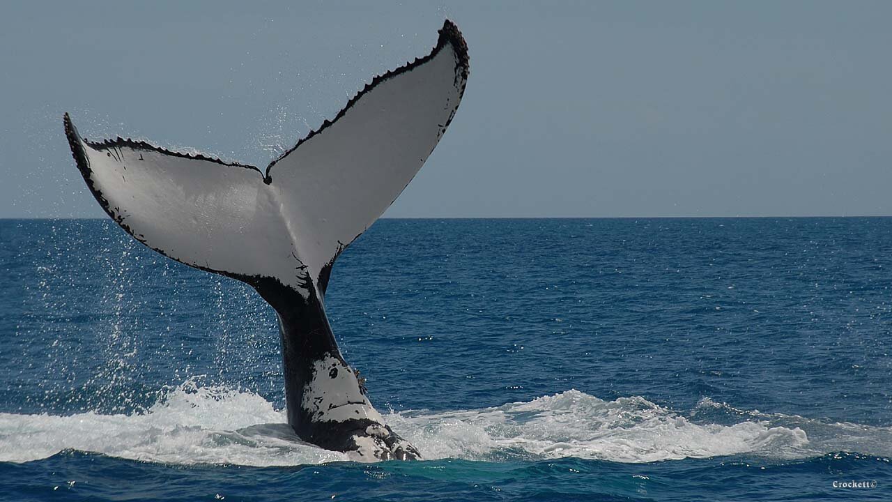 Whale Watching Fraser Island