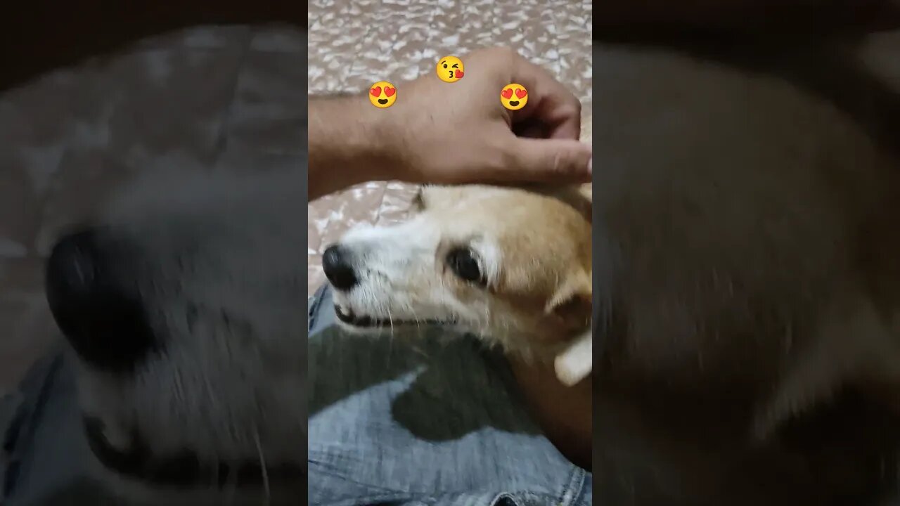 Fioninha quer carinho