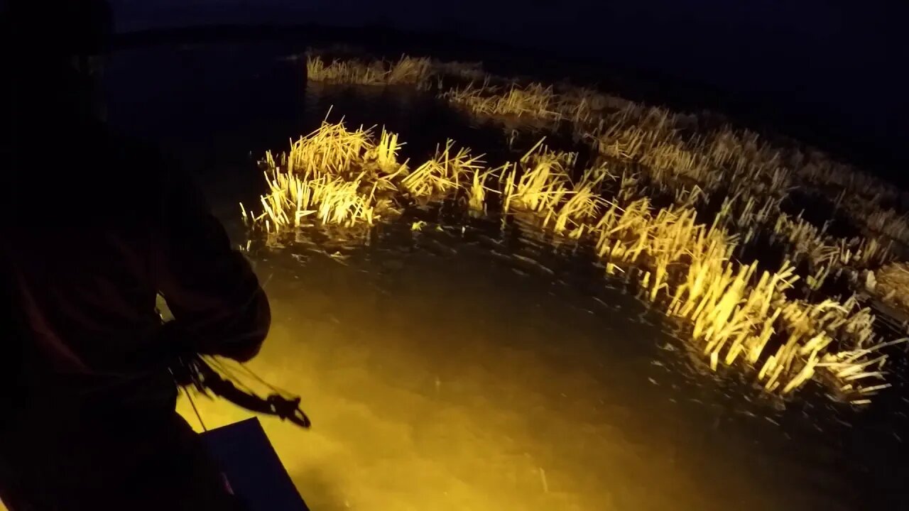 Wisconsin bowfishing spring 2020, covid carpn'