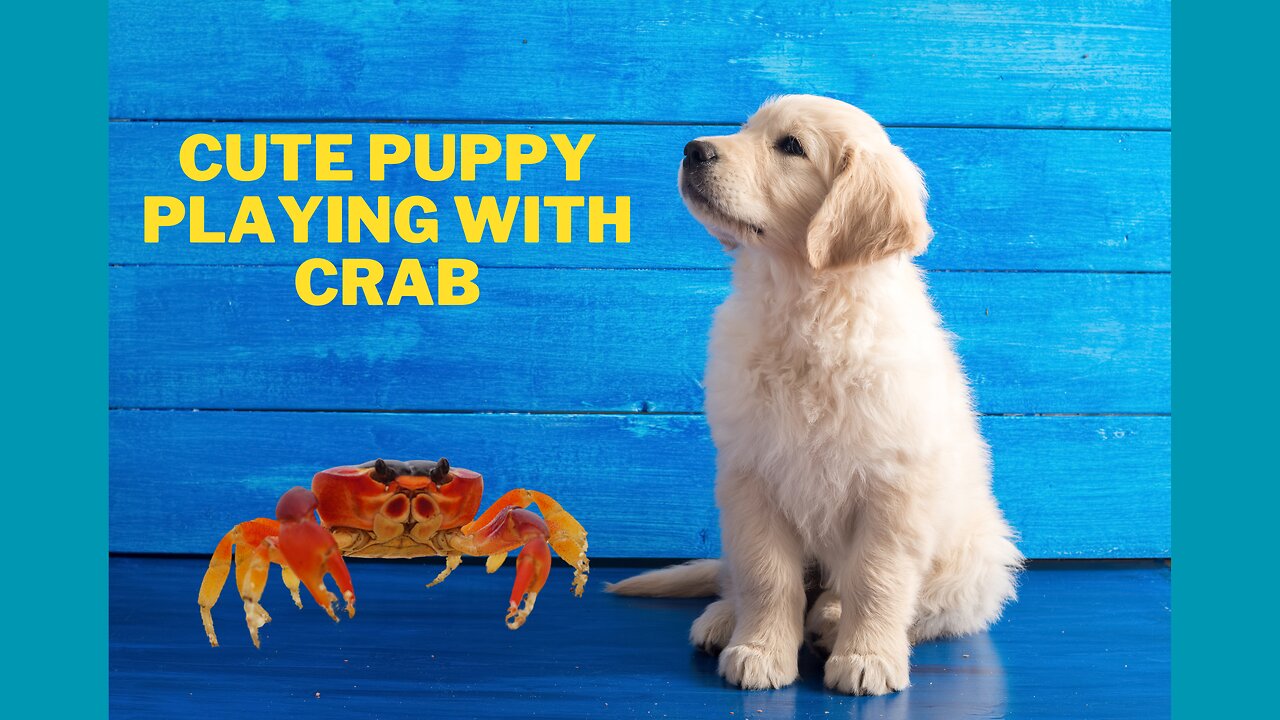 Cute Puppy Videos Playing With Crab