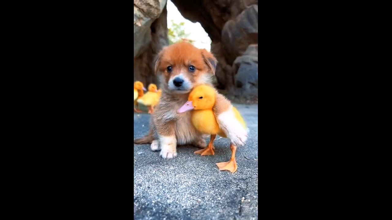 Paws and feathers, best friends forever! 🐶🦆💛 cutest bond! #FriendshipGoals #DogAndDuck