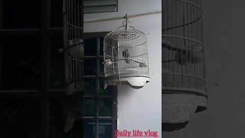 Birds are kept for many years