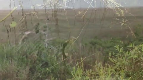 Gran Hechicero - Anhinga