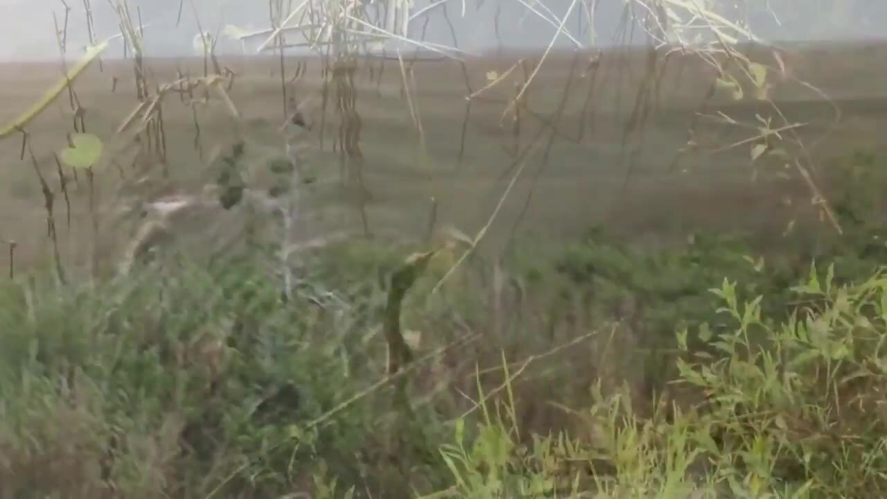 Gran Hechicero - Anhinga