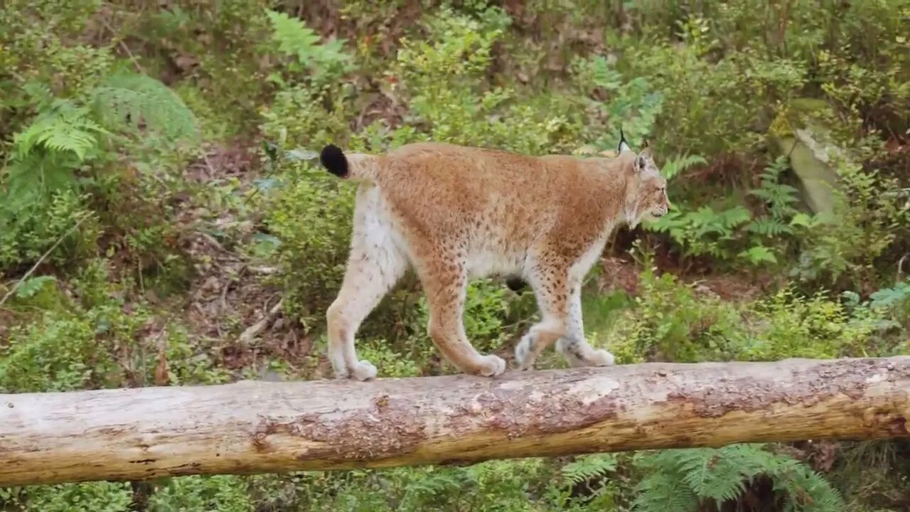 European lynx or bobcat walking on fallen tree in the forest