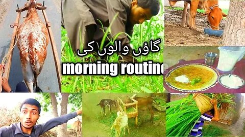 Gaon walon ki subha ki routine | M Waqas FV