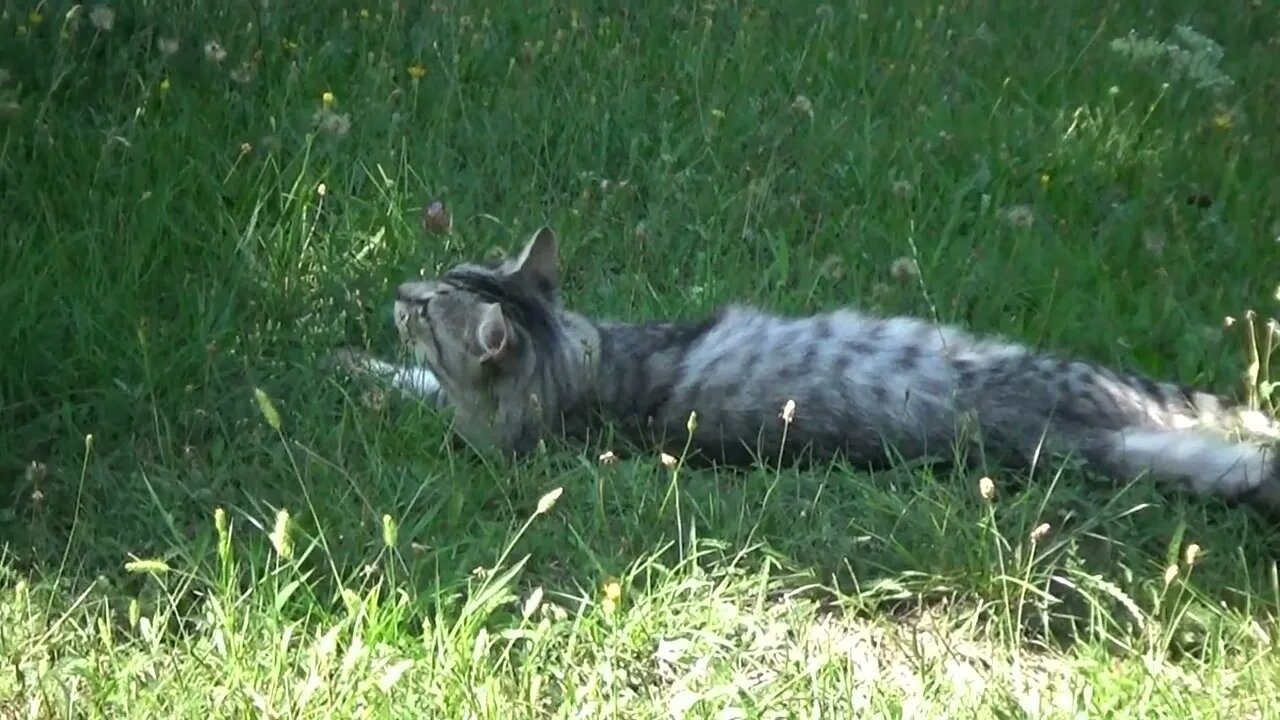 Cat Saw a Bird in a Tree