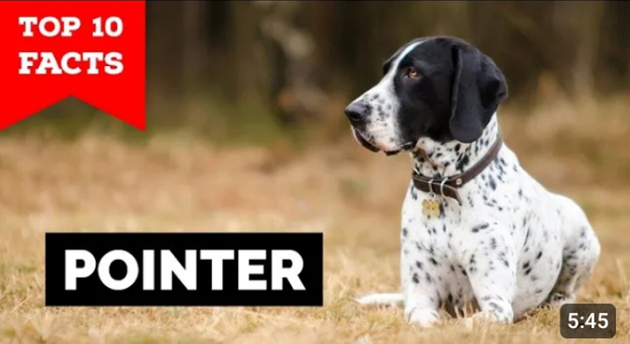 Pointer Dog /Top 10 Facts/