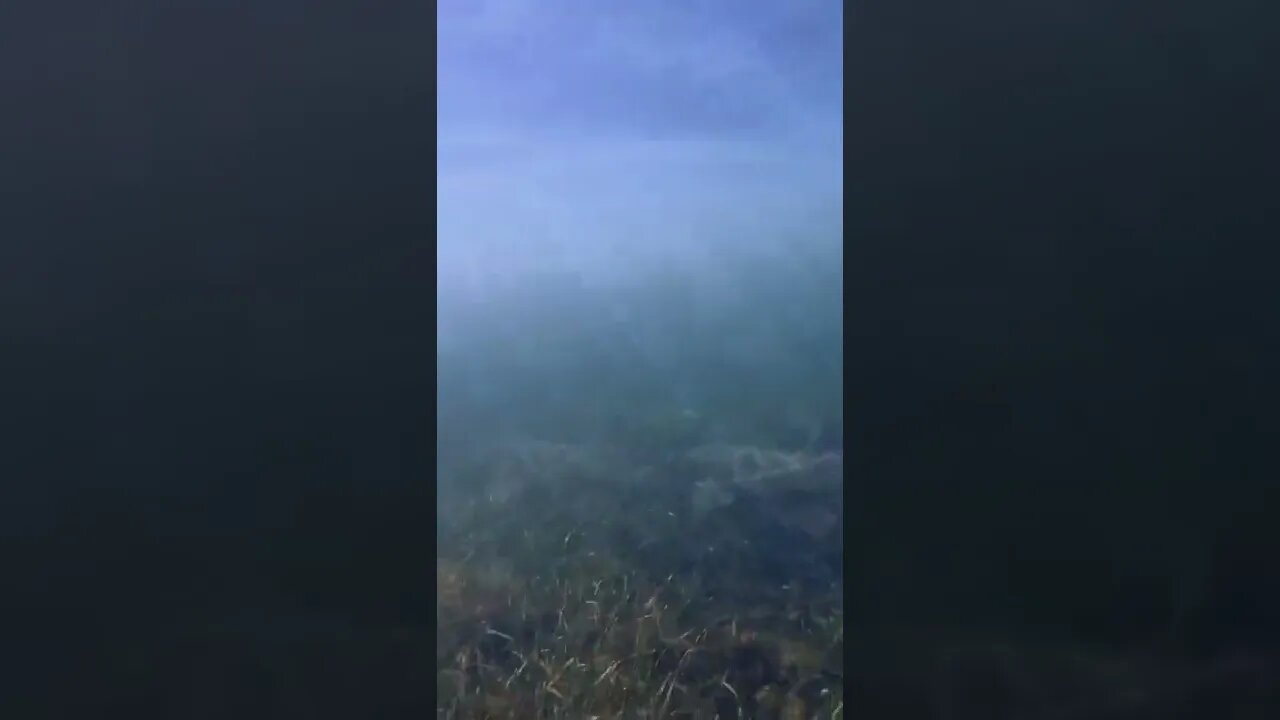 Check out Whatโs lurking under my Paddleboard ๐ฆ๐ฆ๐ #sharks #thefloridakeys