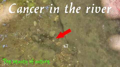 A crab crawls around in the river / a beautiful animal in the water.