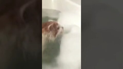 Cat fails | jumping on floating duck | Funny cute pets lovers | try not to laugh #Shorts