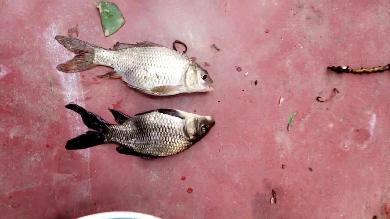Gone Fishing