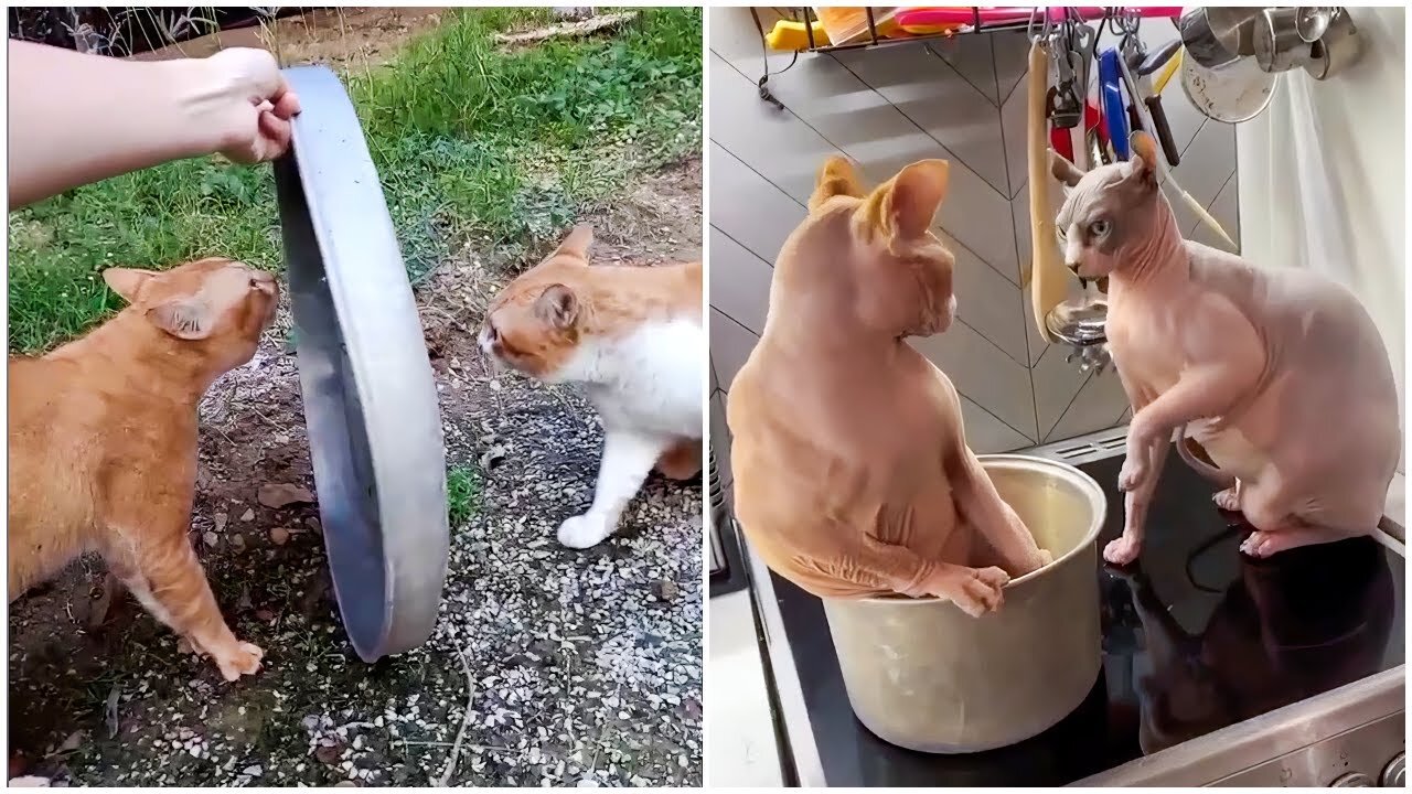 Cutest Silly Cats - Funny Cat Videos Compilation