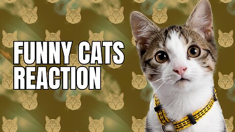 funny cat réactions