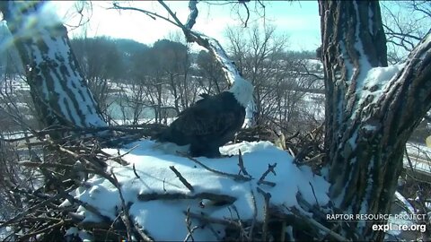 Decorah Mom visits her snow covered nest. 1-23-20