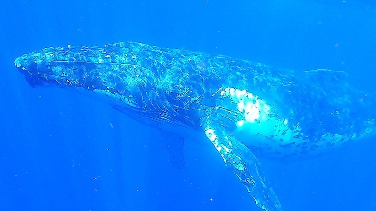 Swimmers join humpback whale as it bellows out beautiful song