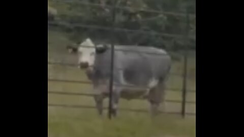 A Cow Intervenes At A Wedding!