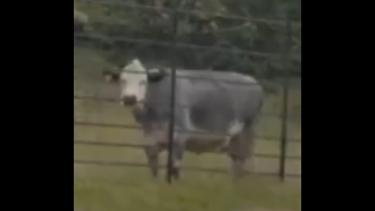 A Cow Intervenes At A Wedding!