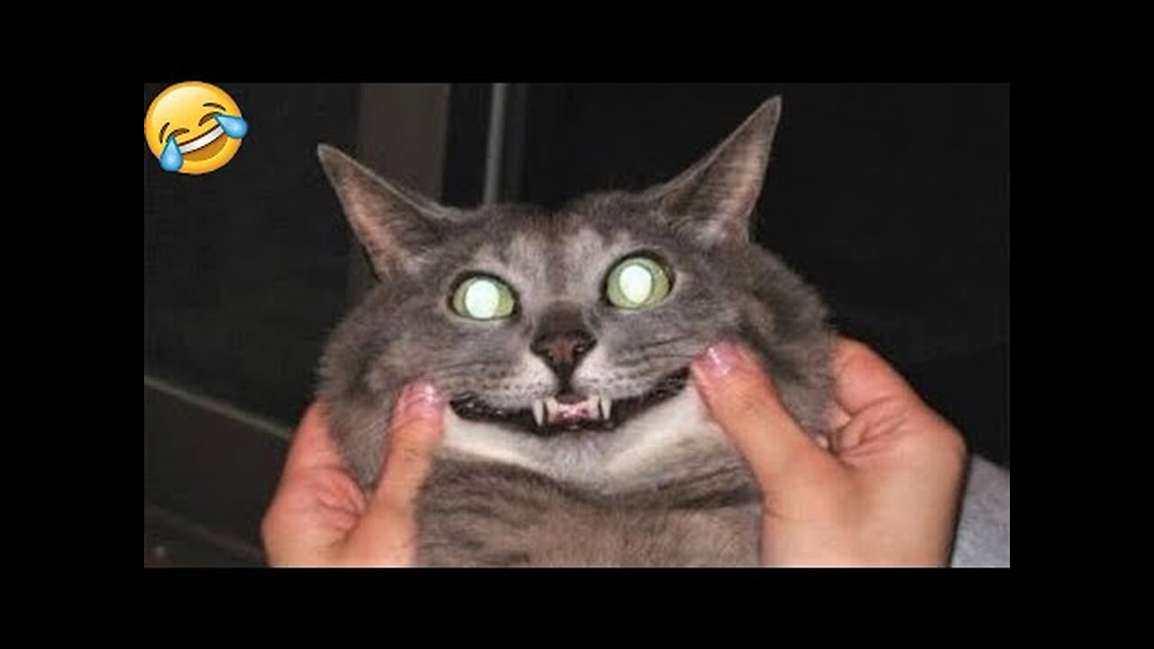 Funny animals - Cats | Dogs - Try not to laugh #4