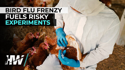 BIRD FLU FRENZY FUELS RISKY EXPERIMENTS