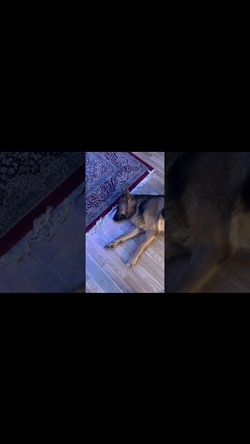 Dog die Exercise for dog concentration Dog training channel trained dog cat آموزش سگ تیدا سگ گربه سگ