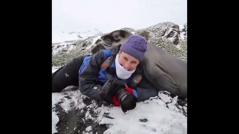 Elephant Seal Pup