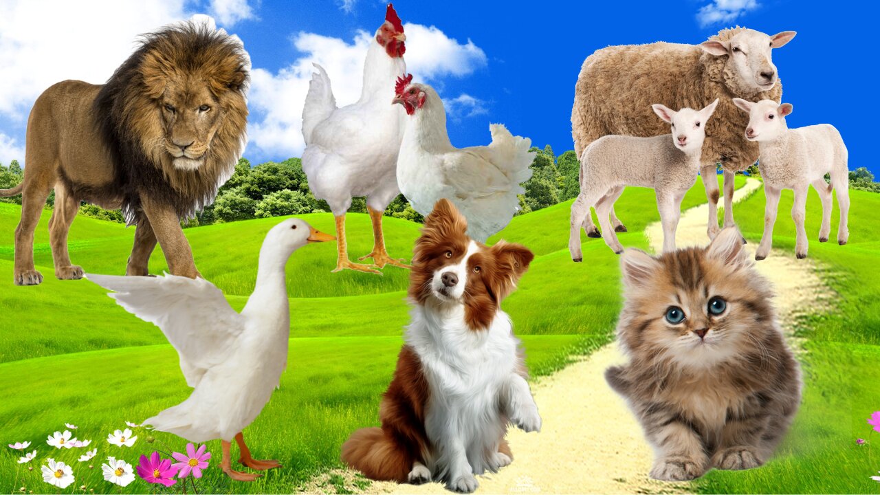 FURRY ANIMALS! Cat! Dog! Chicken! Duck! Sheep! Lion! Animal Video Sounds!