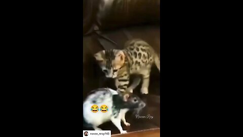 Funny cat😂😂😂