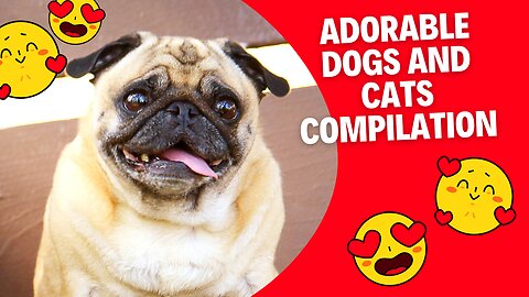 Adorable Dogs and Cats Together