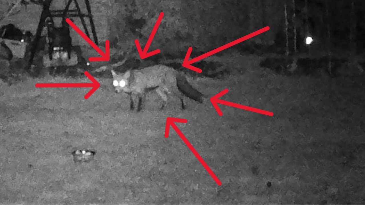 Fox caught on nightvision @Whatsinthegarden