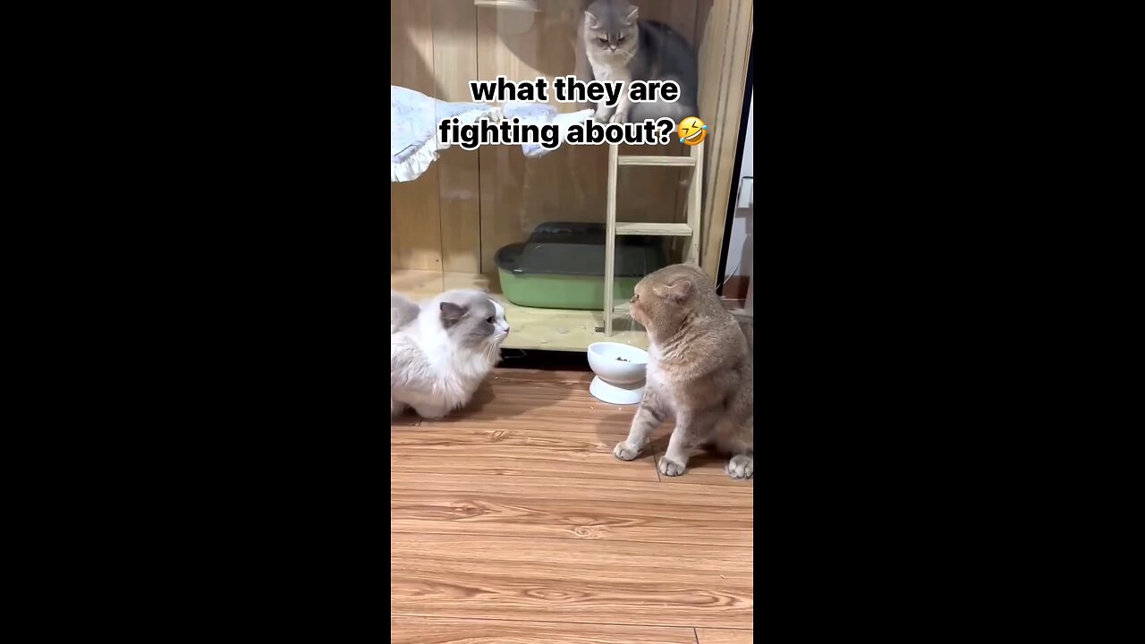 CAT FIGHT