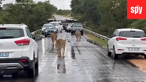 Group Of Lions Stop Traffic In South Africa