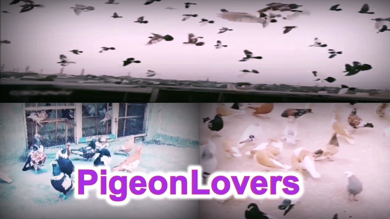 Pigeon Lovers | Kabootar Baz | Cute Birds Video