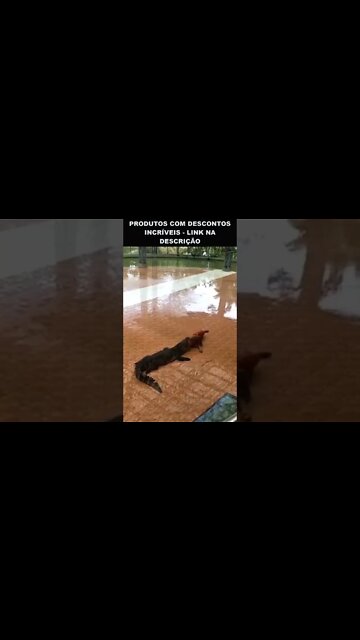 maluco colocou a cabeça na boca do crocodilo