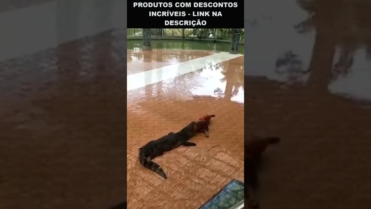 maluco colocou a cabeça na boca do crocodilo