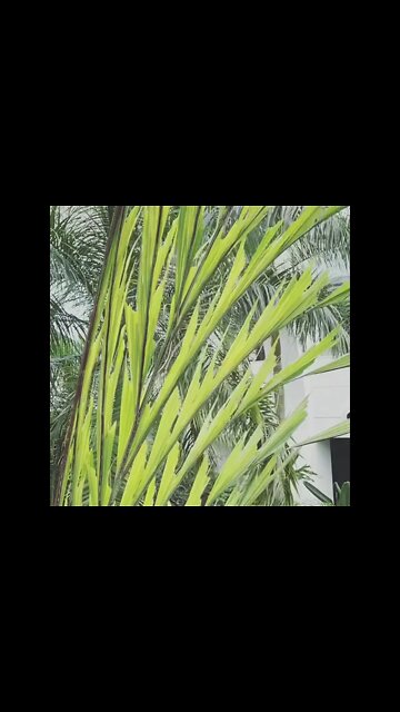 국립식물원 온실 바람 화초