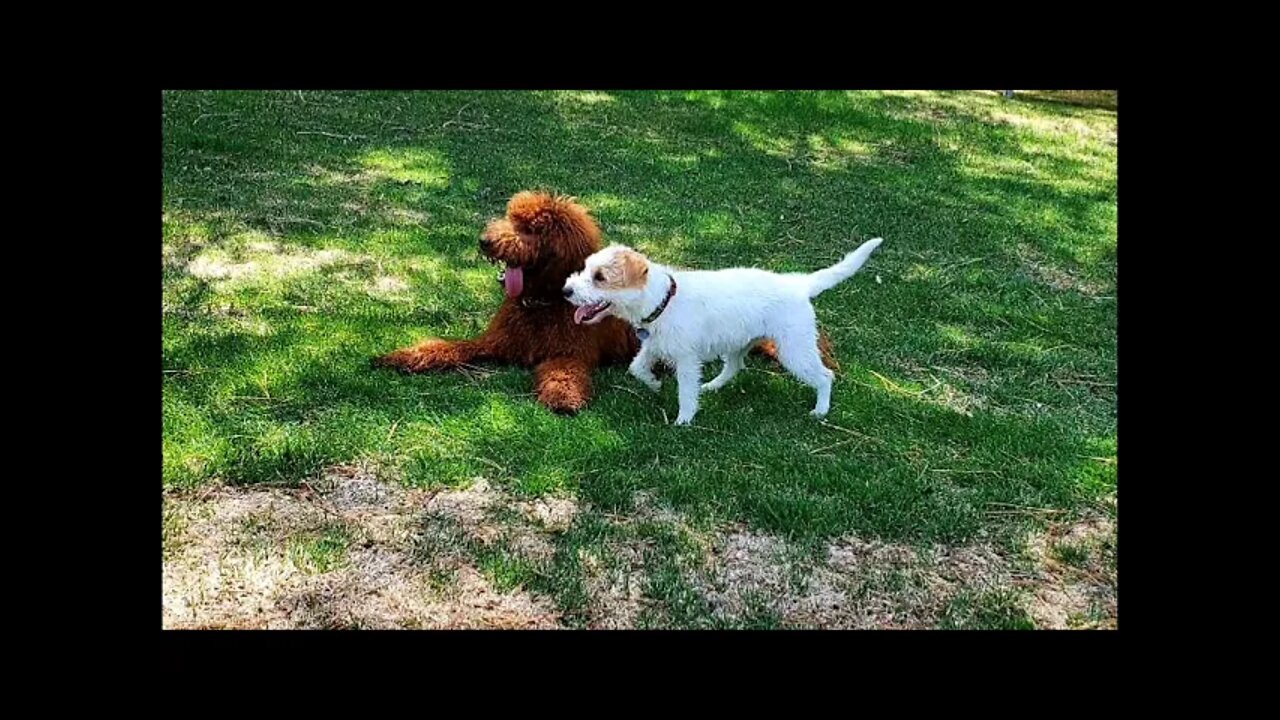 jack Russell Terrier vs Irish Setter Doodle