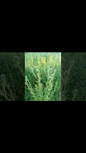 What is eidible here? thistle part 2