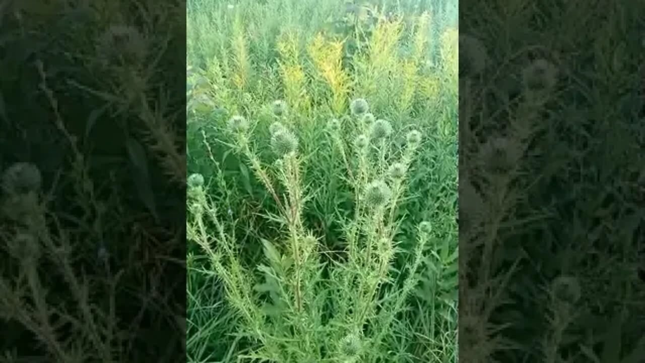 What is eidible here? thistle part 2