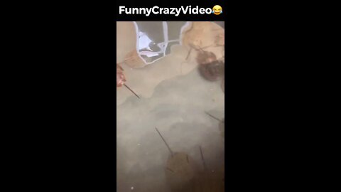 Mr FunnyCrazyVideo😂 Just Incredible Video Funny and Crazy #Like Follow for Follow 🥰