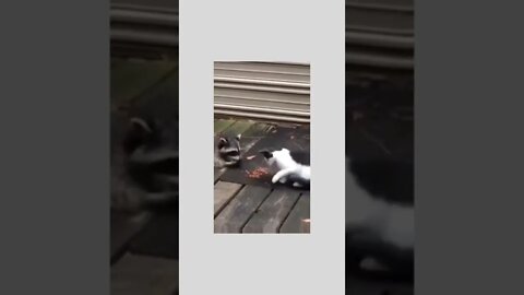 This is a dinner for two…you said you weren’t hungry, beat it Barry! 😂🐱🦝🐾