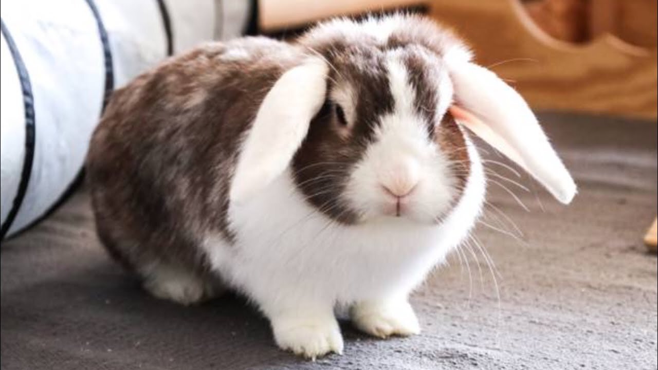 Holland Lop Bunny - Holland Lop Rabbit - Holland Lop Bunny Playing