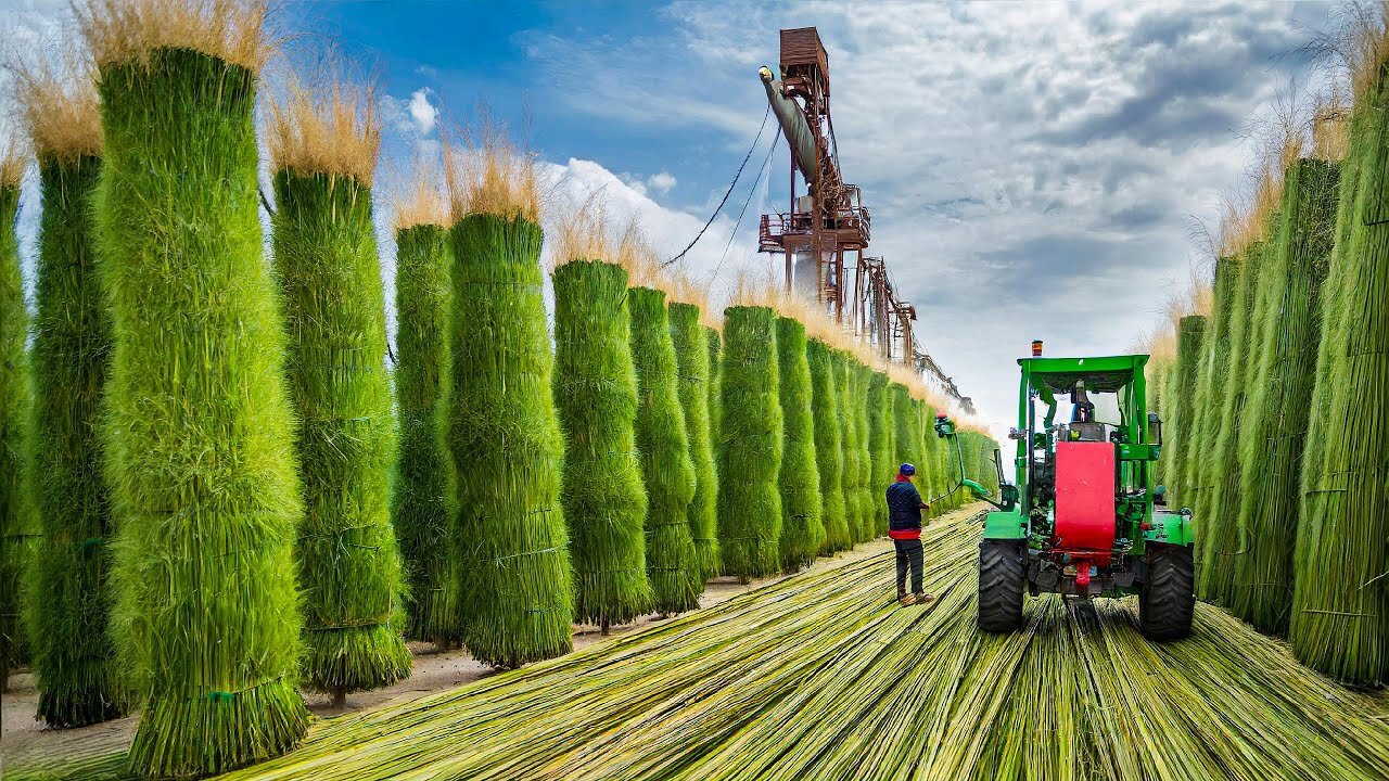 Fiber Processing From Sisal Agave - Production of rope from fibers at the factory