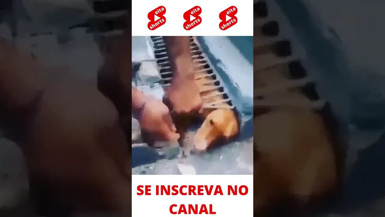 Salvando o cachorro #shorts