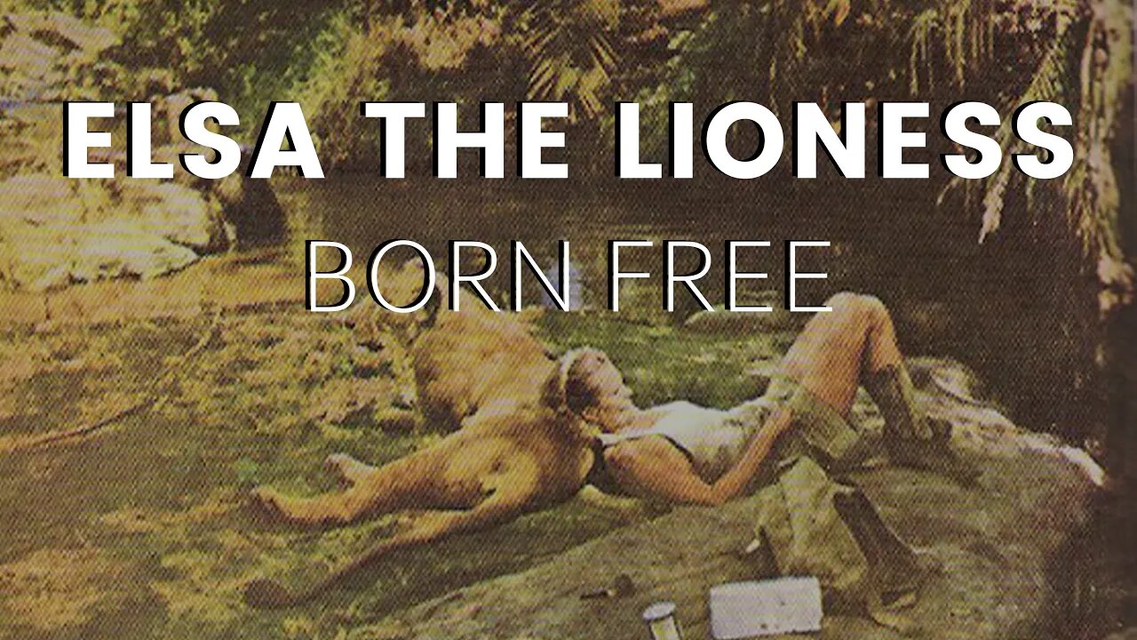 Born Free: Tribute to Elsa the Lioness